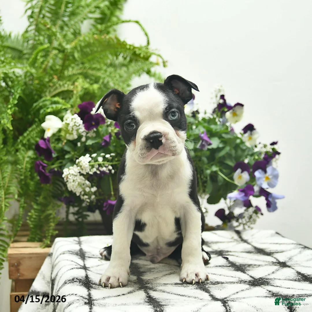 Boston Terrier dogs for sale: Rebel  - Ad 1