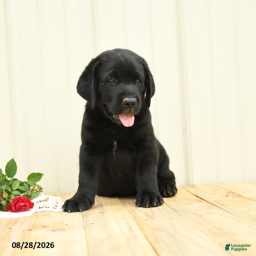 Labrador Retriever dogs Ninja - Ad 2