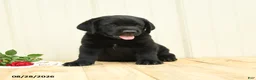 Labrador Retriever dogs for sale: Ninja - Ad 2