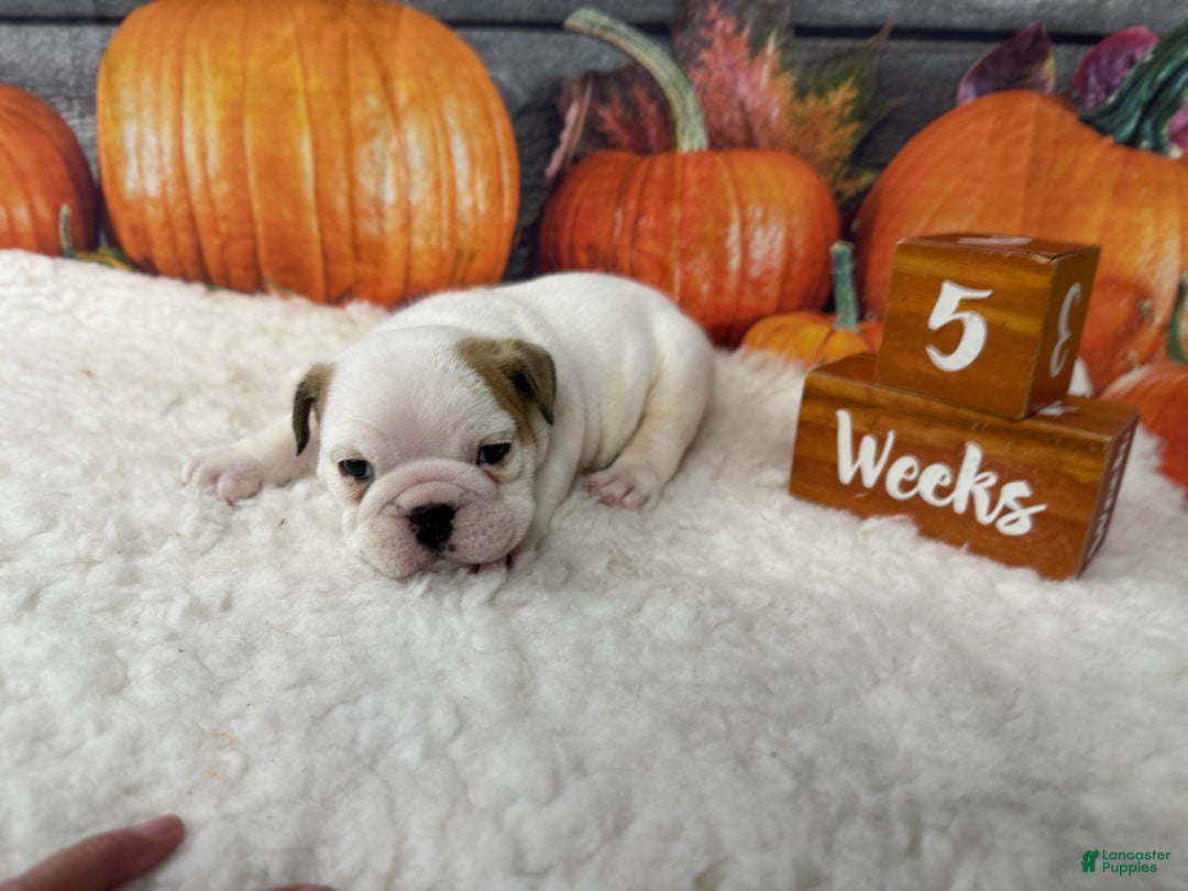 English Bulldog dogs for sale: Bruno - Ad 5