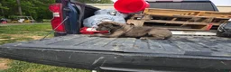 Cane Corso dogs for sale: Pink/Purple - Ad 3