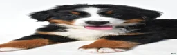 Bernese Mountain Dog dogs for sale: Bella - Ad 6