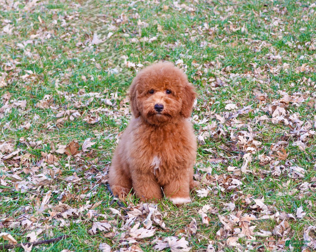 Mini Goldendoodle dogs for sale: Victoria  - Ad 4
