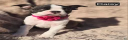 Boston Terrier dogs for sale: Daisy - Ad 3