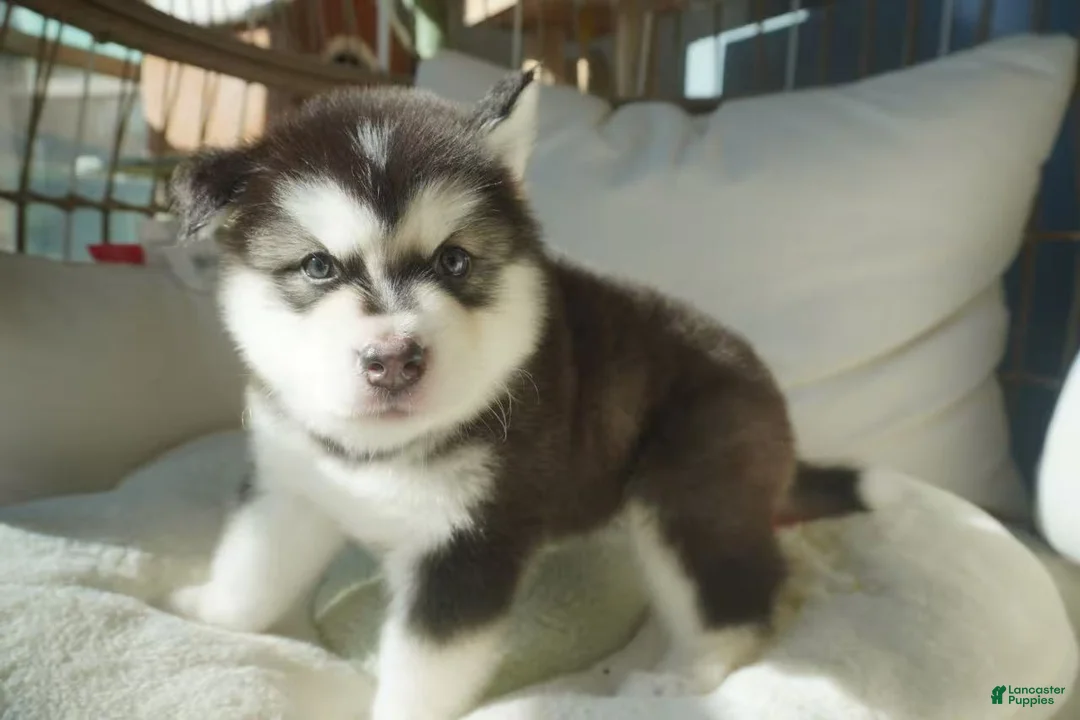 Alaskan Malamute dogs for sale: Saseme - Ad 7