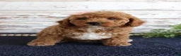 Mixed Breed dogs for sale: Bonnie - Ad 5
