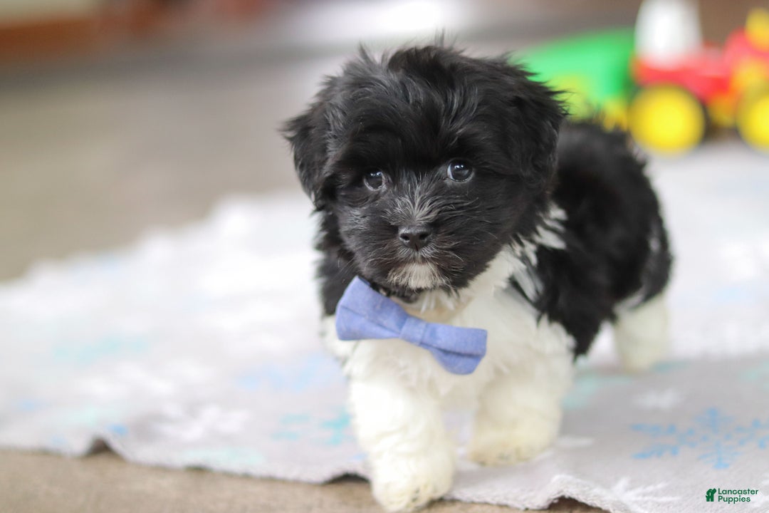 Havanese dogs for sale: Zach - Ad 2
