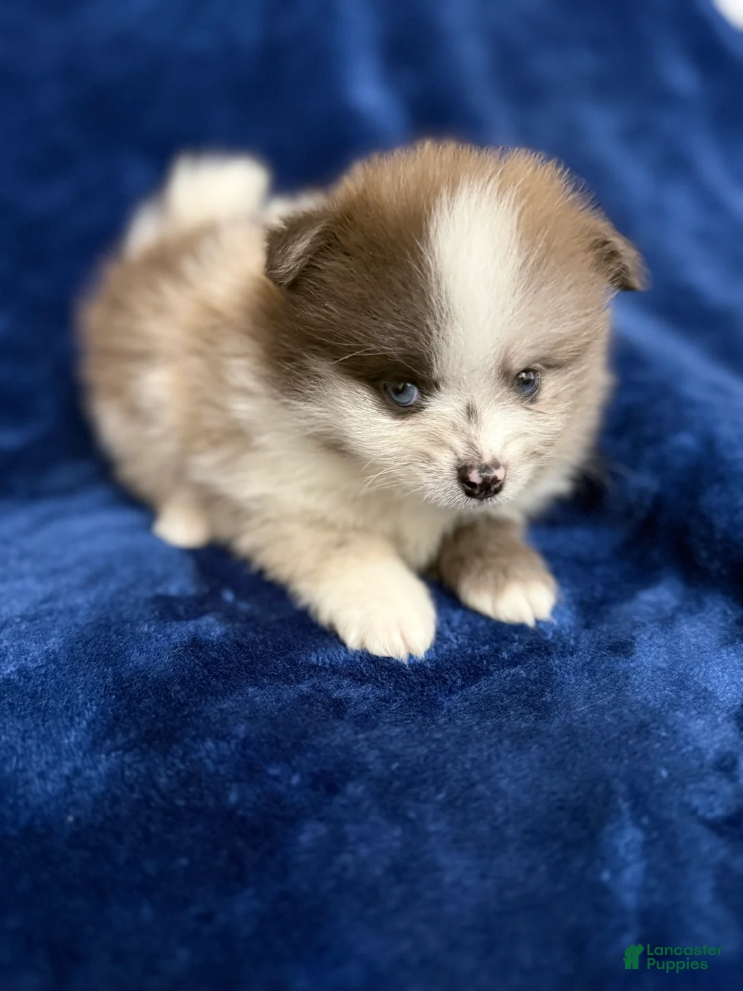 Pomeranian dogs for sale: Rusty - Ad 2