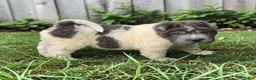 Shar Pei dogs for sale: Tiny Tom flower bear coat mini  - Ad 20