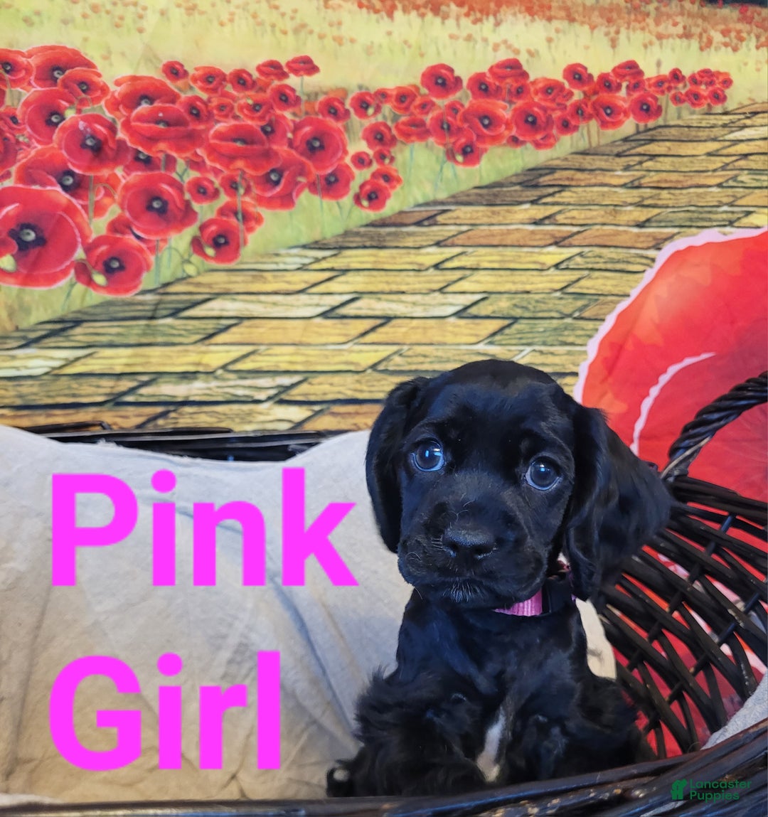 Cockapoo dogs for sale: Pink Girl  - Ad 12