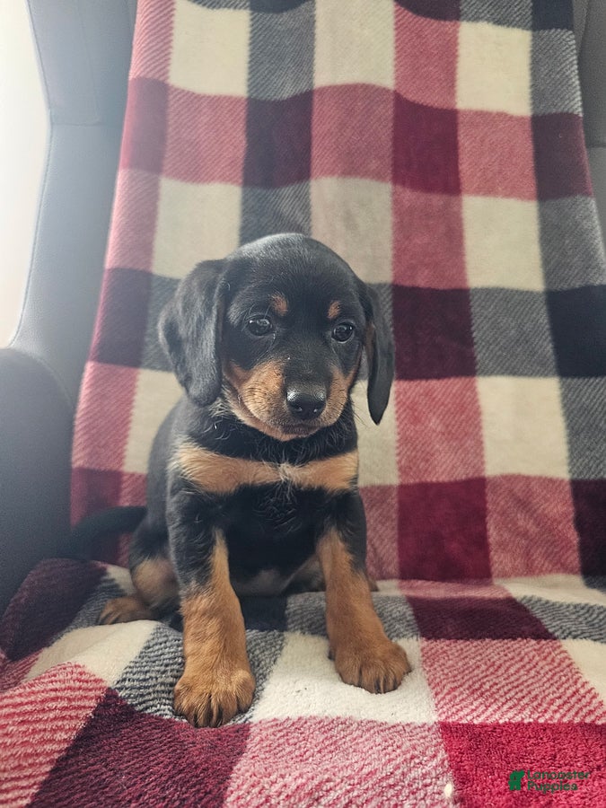 Mixed Breed dogs Daisey - Ad 1