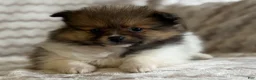 Pomeranian dogs for sale: Roxy - Ad 3