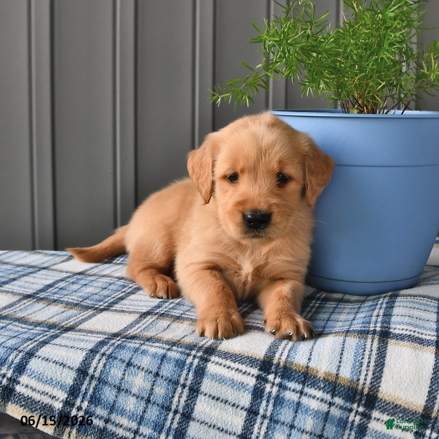 Golden Retriever dogs Amber - Ad 2