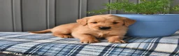 Golden Retriever dogs for sale: Amber - Ad 2
