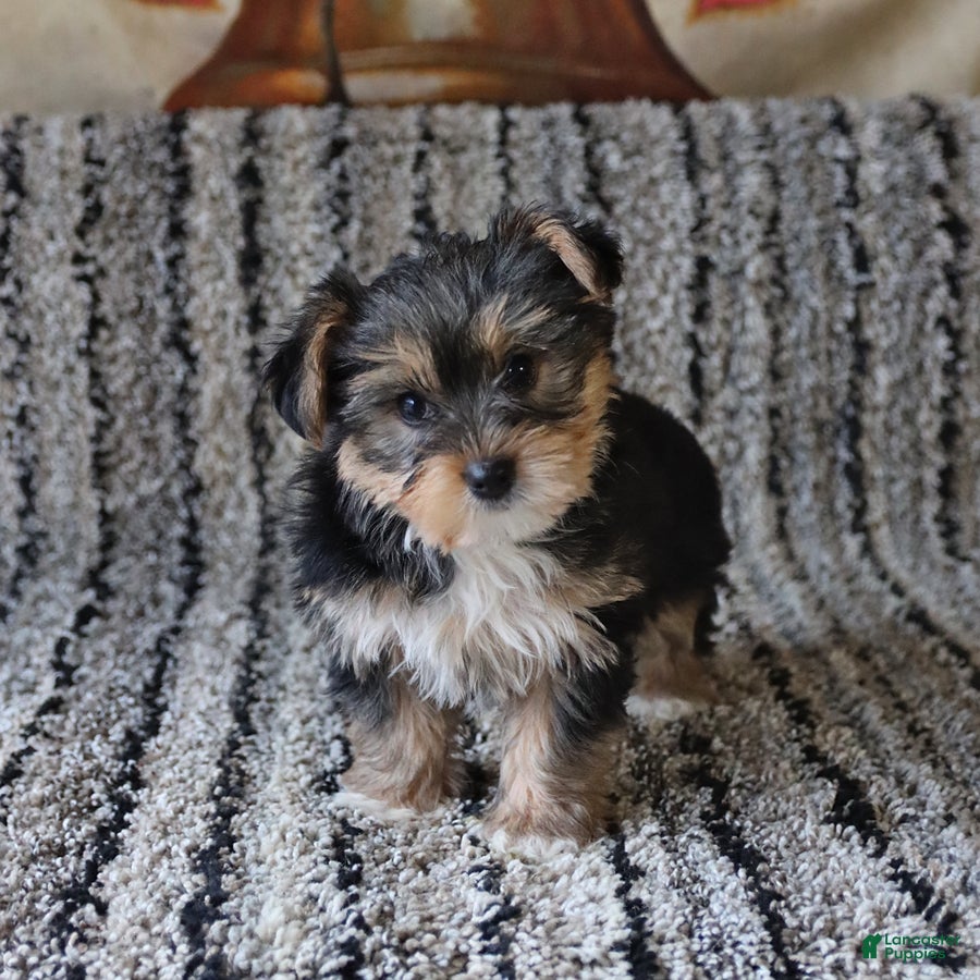 Yorkshire Terrier dogs Teddy - Ad 1
