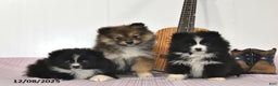 Pomeranian dogs for sale: Brittney - Ad 4