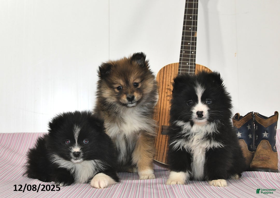 Pomeranian dogs for sale: Brittney - Ad 4