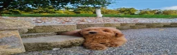 Mini Goldendoodle dogs for sale: Inez - Ad 13