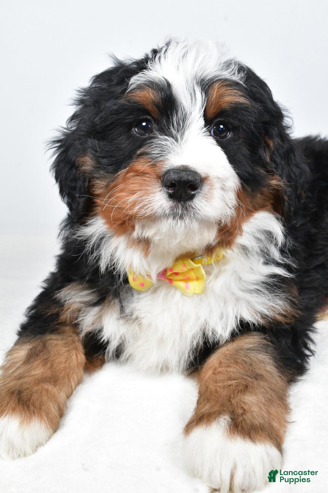 Mini Bernedoodle dogs for sale: Ashton - Ad 8