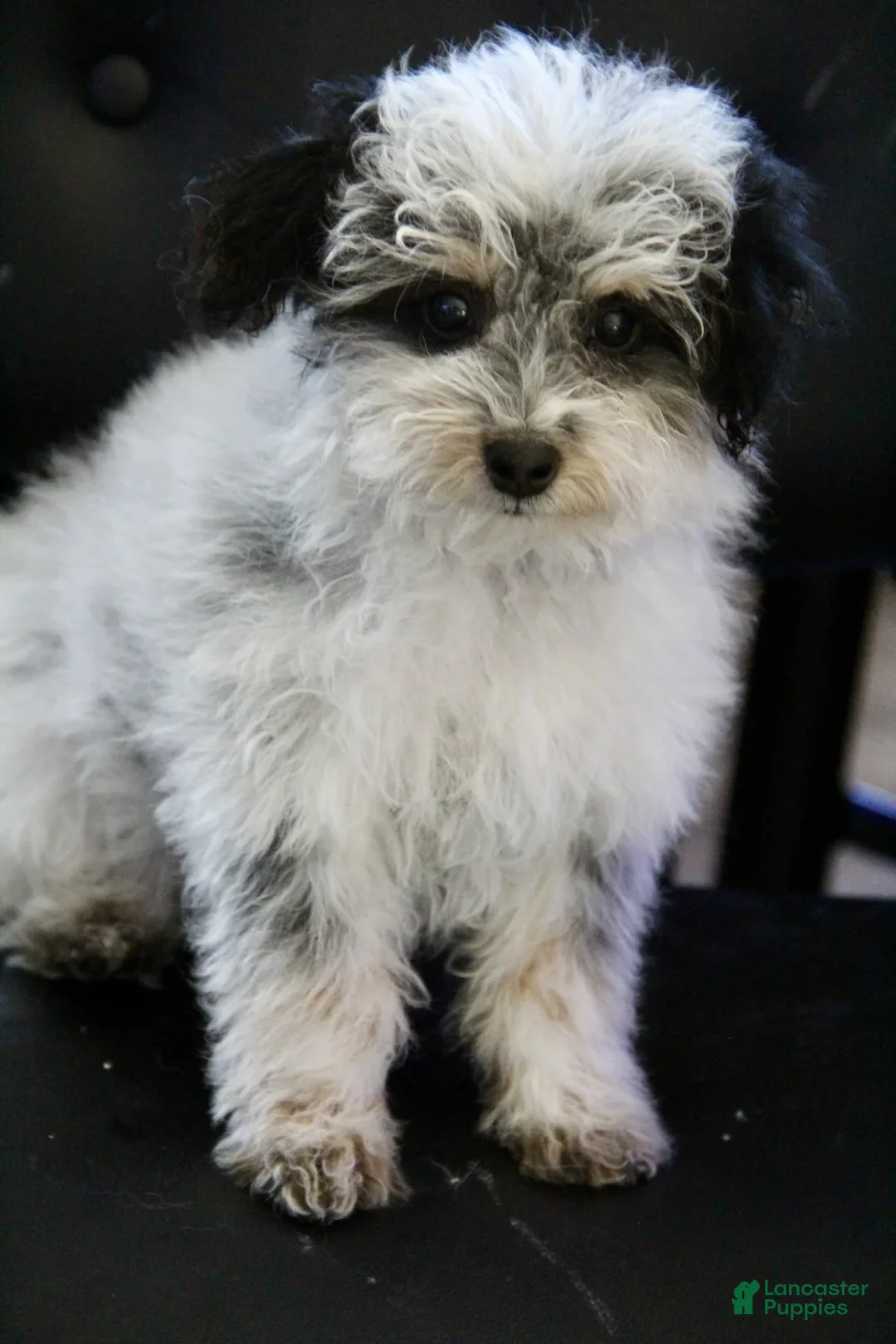 Mini Bernedoodle dogs for sale: Coon - Ad 1