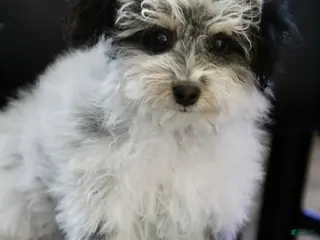 Mini Bernedoodle dogs for sale: Coon - Ad 4