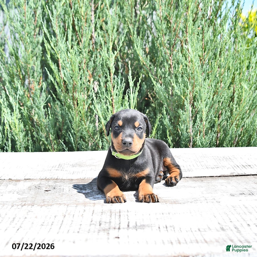 Doberman Pinscher dogs Elsa - Ad 2