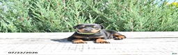 Doberman Pinscher dogs for sale: Elsa - Ad 2
