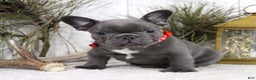 French Bulldog dogs for sale: King - Ad 2