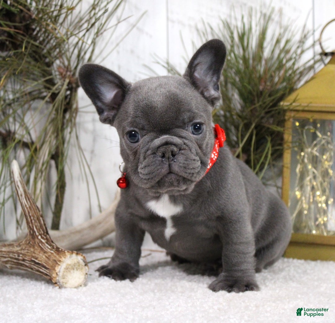 French Bulldog dogs for sale: King - Ad 2
