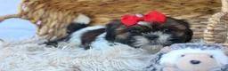 Shih Tzu dogs for sale: ROSCOE - Ad 11