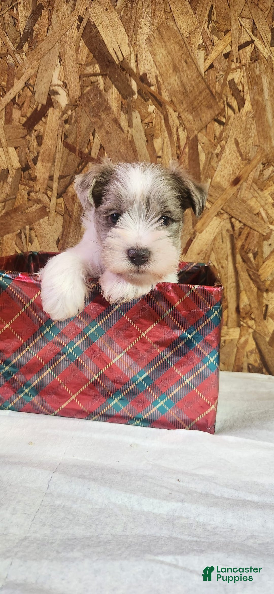 Miniature Schnauzer dogs for sale: Tanner - Ad 4