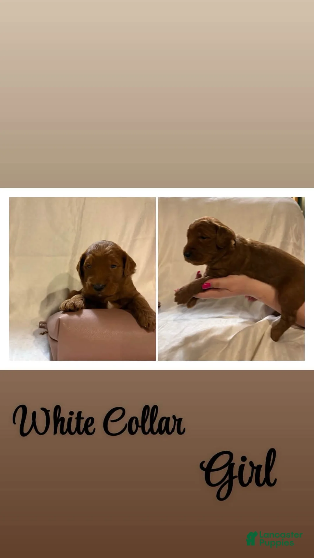 Goldendoodle dogs for sale: Goldendoodle 3 - Ad 3