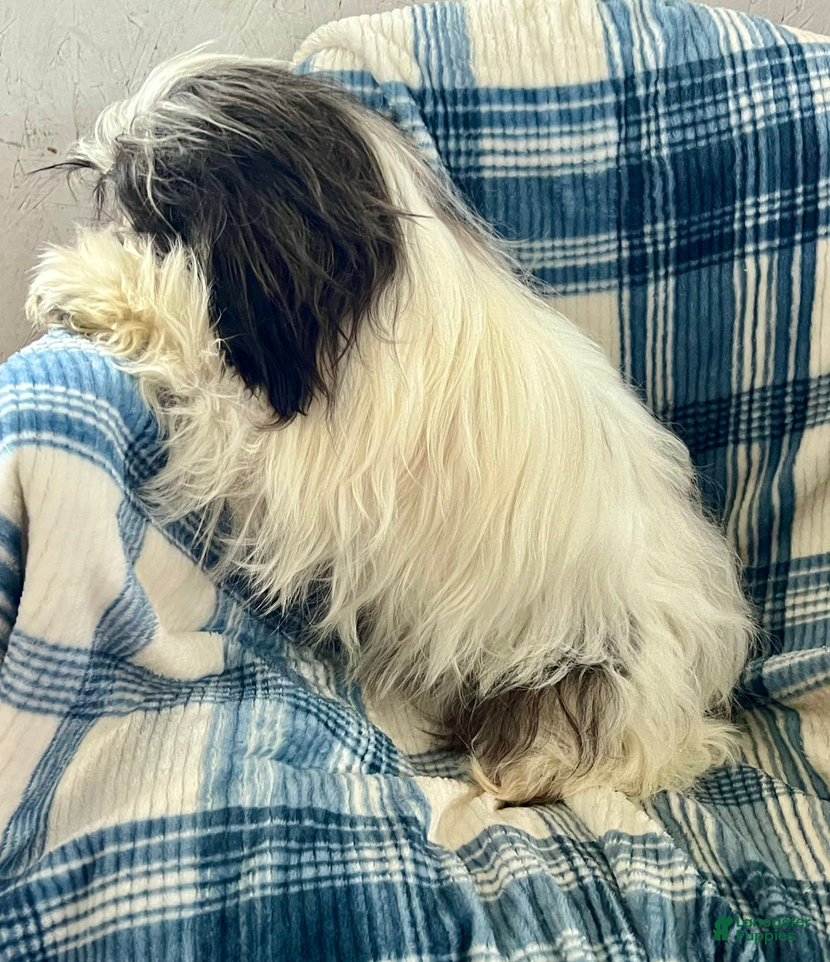 Shih Tzu dogs Teddy-Boy - Ad 2