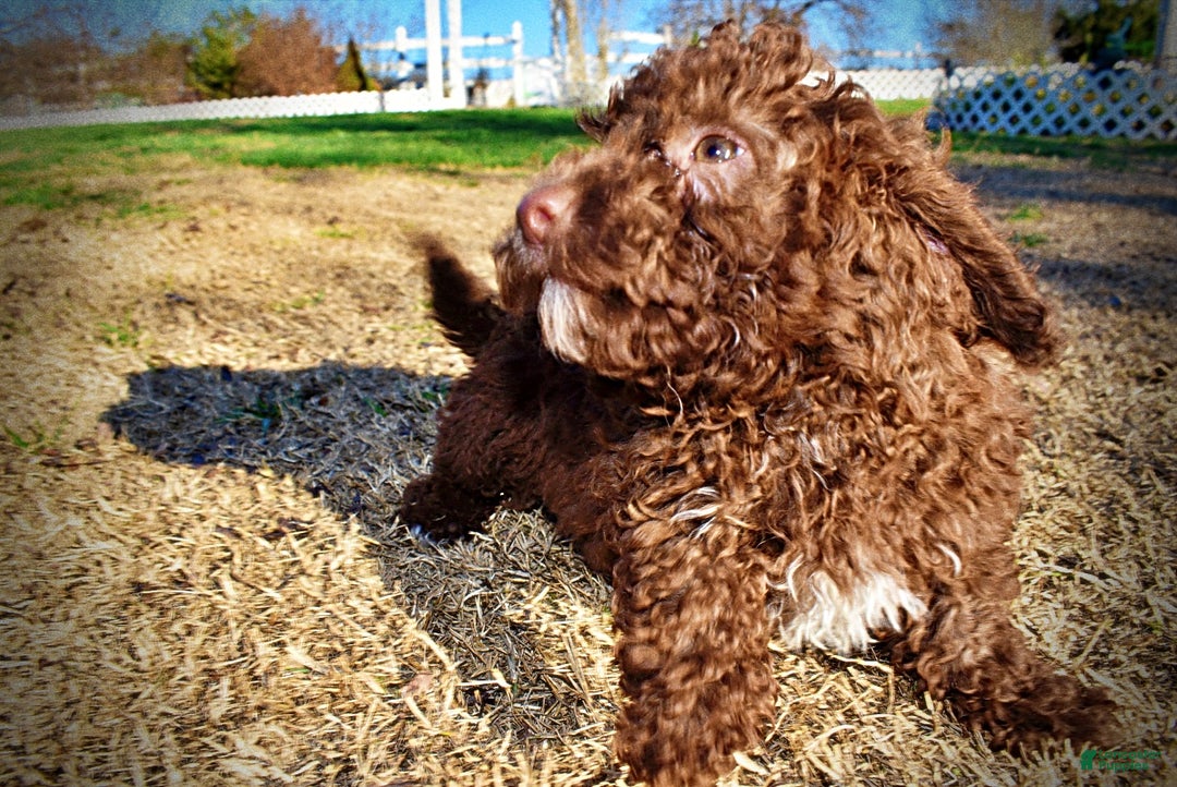 Havapoo dogs for sale: Scooby - Ad 15