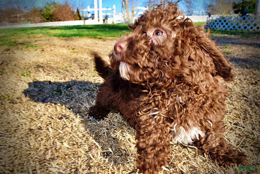 Havapoo dogs for sale: Scooby - Ad 9