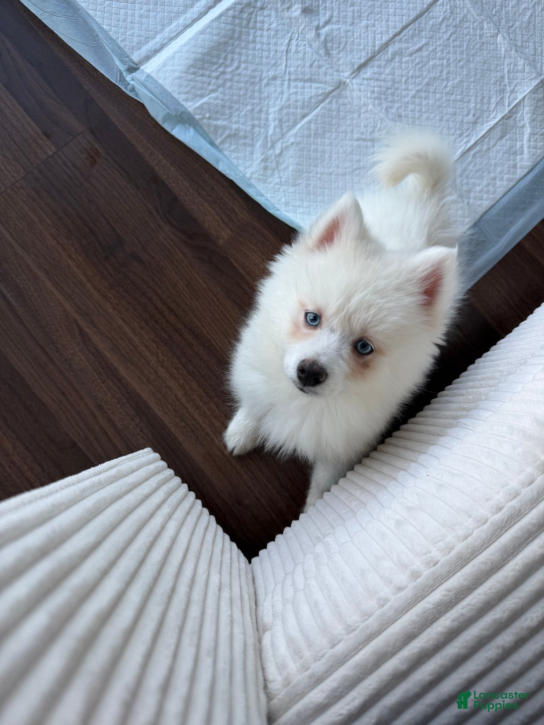 Pomsky dogs for sale: Pomsky Puppy 1 - Ad 5