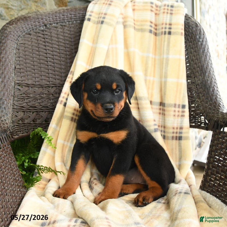 Rottweiler dogs Heidi - Ad 2
