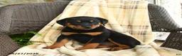 Rottweiler dogs for sale: Heidi - Ad 2