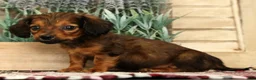 Miniature Dachshund dogs for sale: Teddy - Ad 3