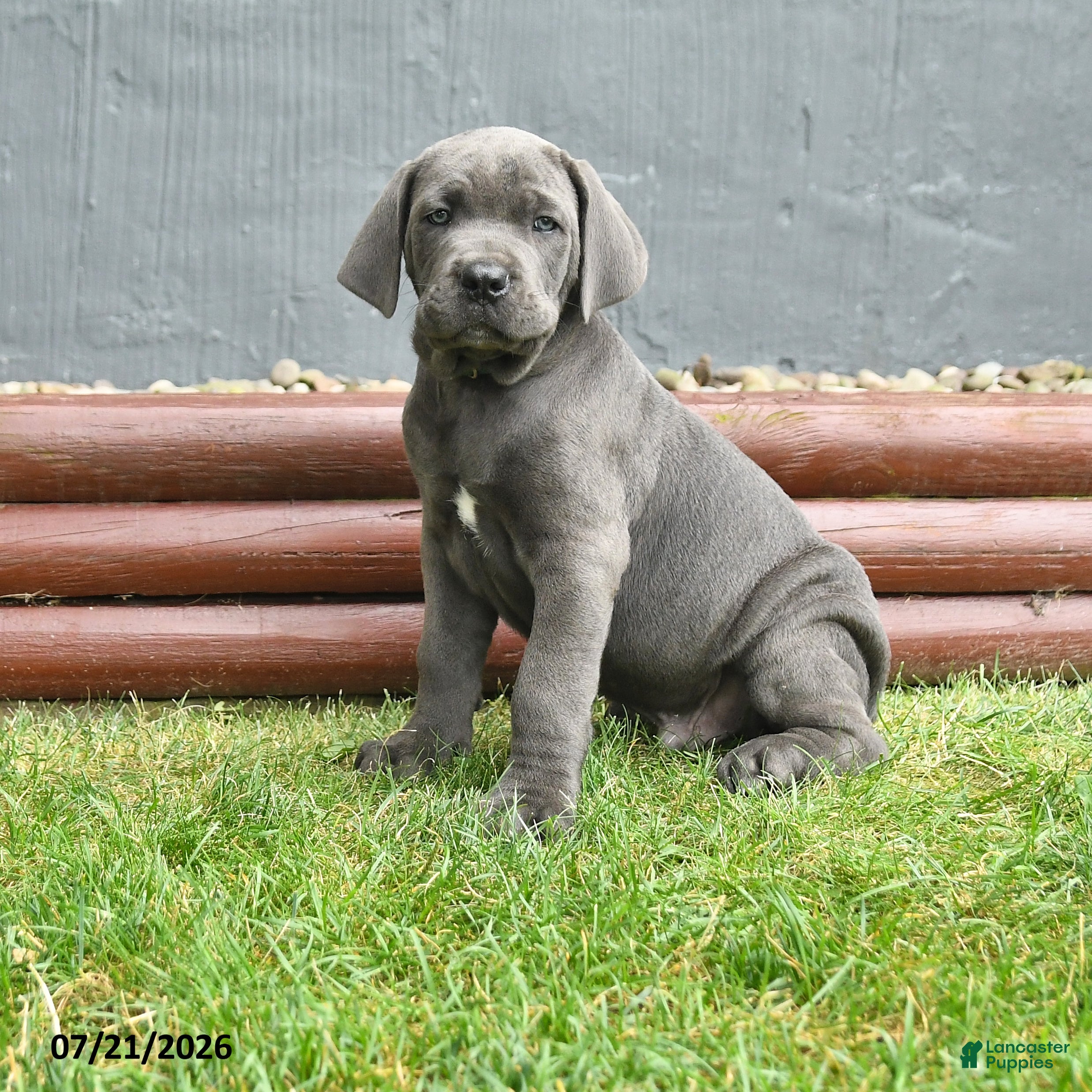 Cane Corso dogs Rancho - Ad 1