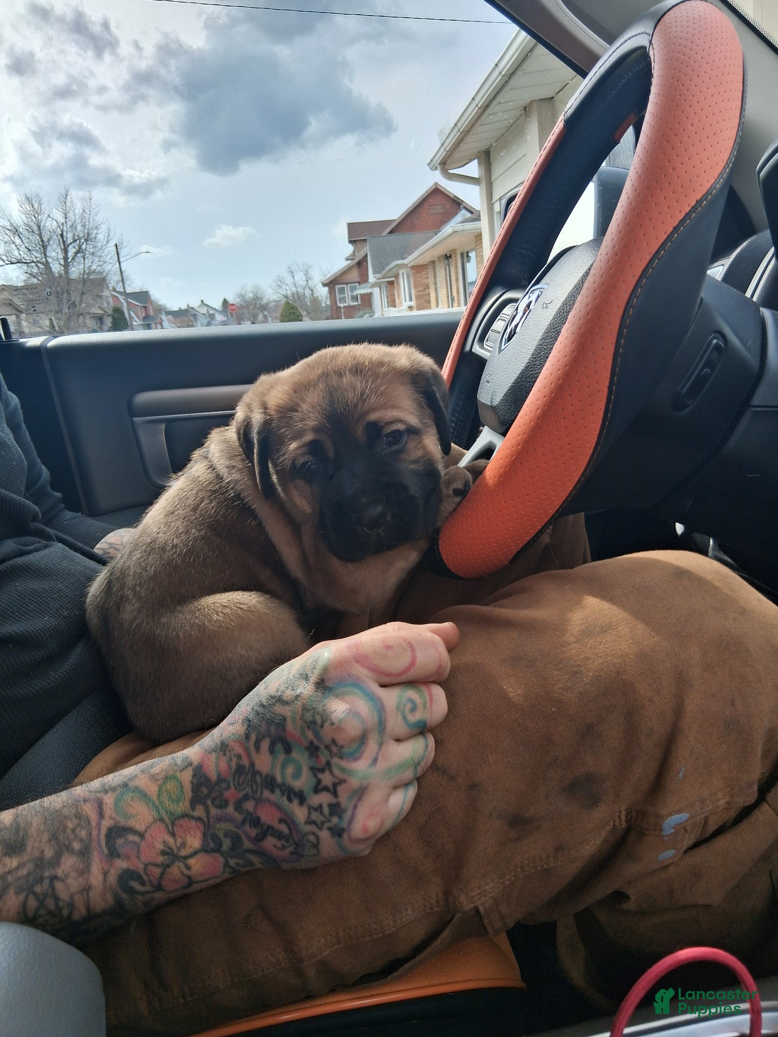 Cane Corso dogs Cane Corso Puppy 1 - Ad 1