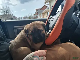 Cane Corso dogs Cane Corso Puppy 1 - Ad 1