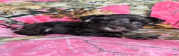 Miniature Schnauzer dogs for sale: Sally - Ad 3