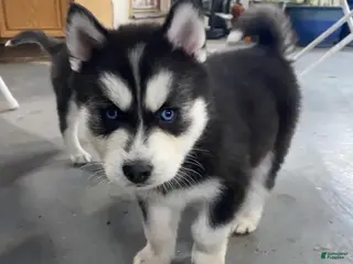 Siberian Husky dogs Siberian Husky Puppy 1 - Ad 20