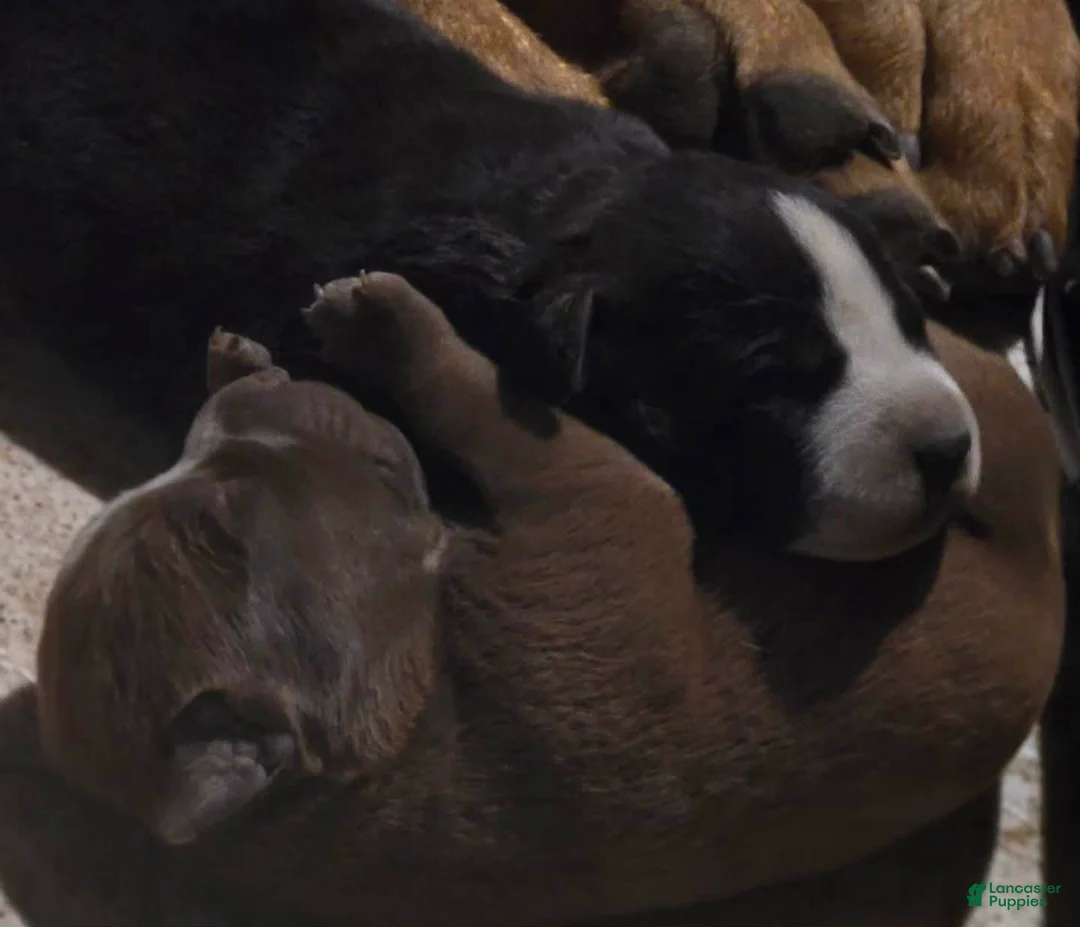 Mixed Breed dogs for sale: Persephone - Ad 1