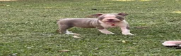 Boston Terrier dogs for sale: Dusty - Ad 4