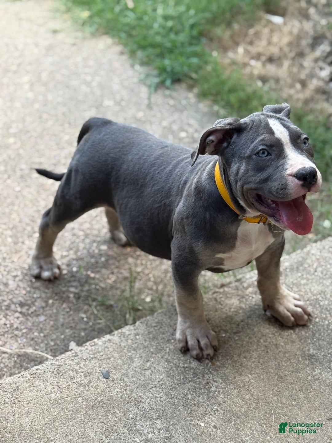 American Bully dogs for sale: American Bully 4 puppies - Ad 9