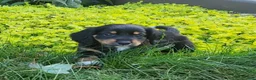 Miniature Dachshund dogs for sale: Venture  - Ad 16