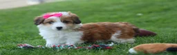 Corgipoo dogs for sale: NALA - Ad 17
