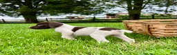 German Shorthaired Pointer dogs for sale: Penny❤️AKC Hip Cert❤️Text or Call to Schedule A Play date Today - Ad 2